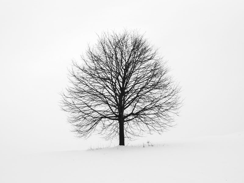 Wide Sanok Tree